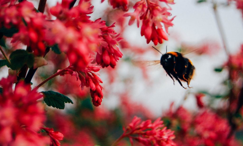 hommel vliegend tussen de ribes